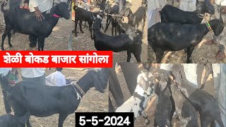 शेळी बोकड बाजार सांगोला / Goat market Sangola / चालू बाजारभाव 2024