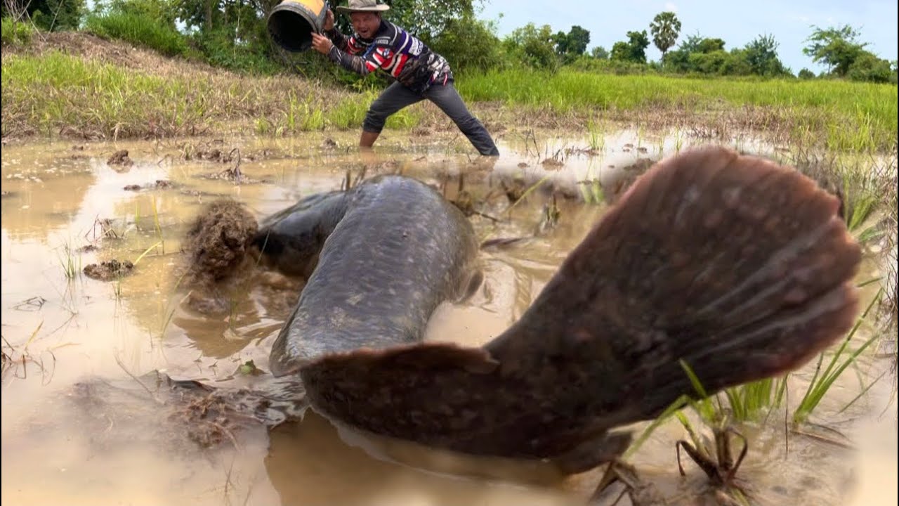 Top amazing fishing videos: Fishermen catch a lot of fish in rice fields with little water by hand