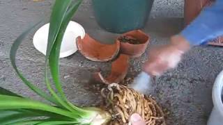 君子蘭の植え替え 手っ取り早く鉢から取り出しました クンシラン Youtube