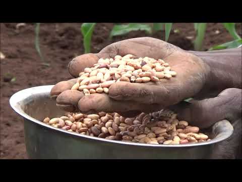 Shabe Sombo Maize Kidney Bean Intercropping