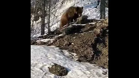 В Нерюнгринском районе начинают просыпаться медведи