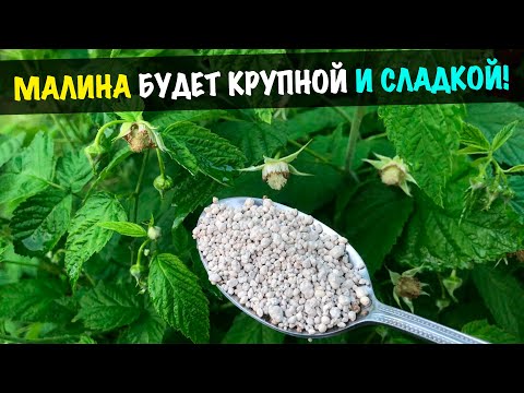 Малина будет крупной