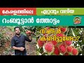 75         biggest rambutan farm in kerala