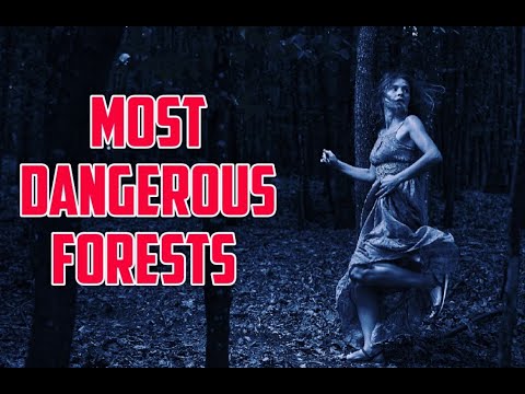 Top10 Most Dangerous and Unusual Forests in the World