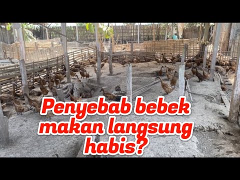 Why do ducks run out of feed within an hour? Do they need to be fed more? ❗️❗️❗️