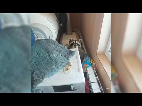 Енот устроил погром
