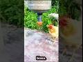 dispenser ayam paling kreatif#shortvideo