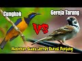 Masteran Murai Batu || Masteran Cucak Cungko VS Gereja Tarung