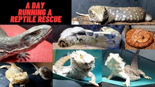 RUNNING A REPTILE RESCUE | MY DAY