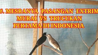 Download Lagu #. PERTAMA  DI  INDONESIA SILANGAN \ MP3