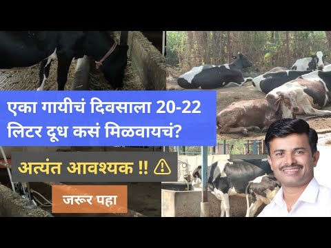 🐄⚠️⚠️ एका गायीचं दिवसाला 20-22 लिटर दूध कसं मिळवायचं? गायींचा मुक्तगोठा असाच बनवा !!!