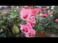 Hablemos del Gladiolus Wine and Roses - Gladiolo de corazones - Gadiola - Gladioli - Espadilla