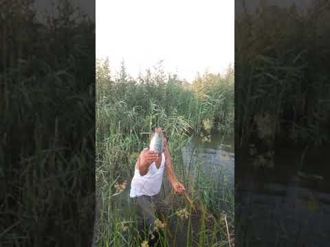 أحلى بلطي بجد أبو سنان