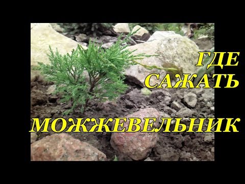 Где сажать можжевельник. Правильно выбираем место. Часть 1.