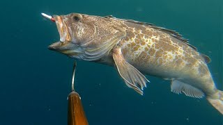 Subscribers invited me Fishing for Big Lingcod and Vermillion Red Rockfish