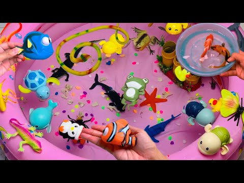 Cute Animals, Starfish, Clown Fish, Dory Fish, Koi, Whale, Shark, Snake, Duck, Frog, Grasshopper