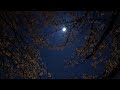 【パレード】BUMP OF CHICKEN/歌おうfavorite songs 190