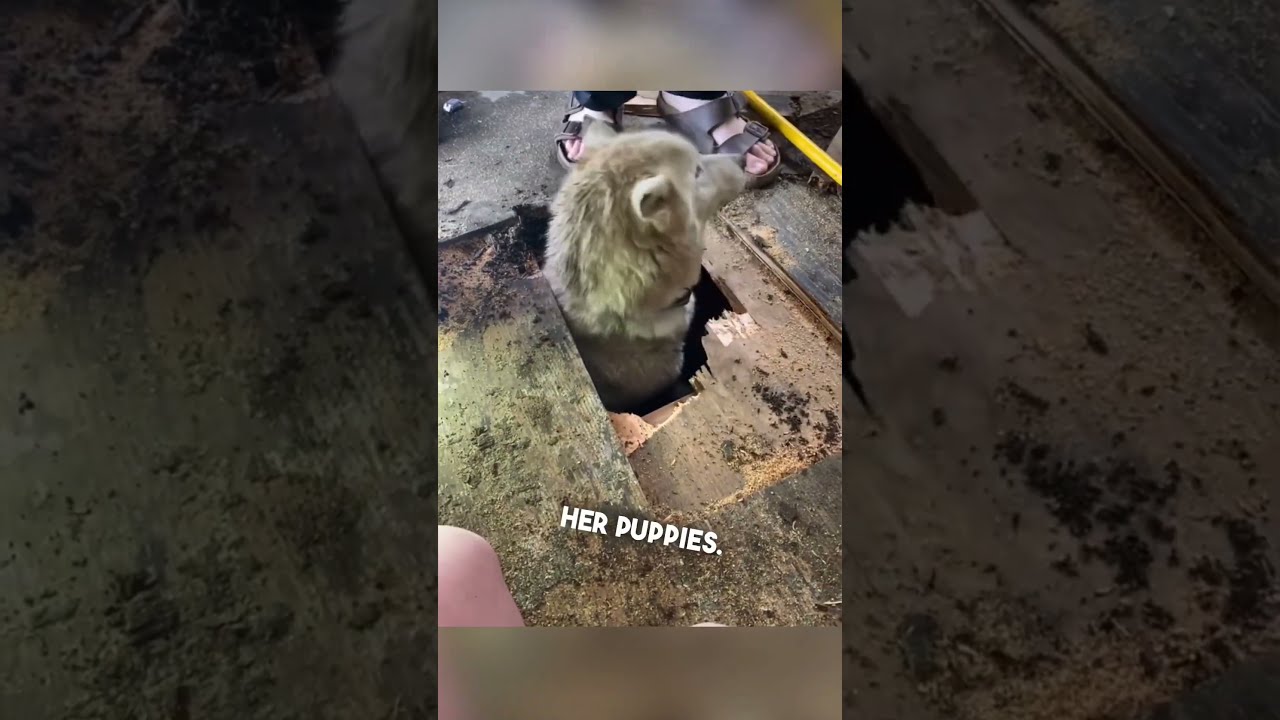Their Dog Was Hiding Under House 