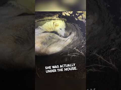 Video: Čovjek je tražio svog psa u šumi, pronalazi štence zarobljene unutar zatvorenog akvarija