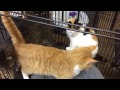 Shop For a Furry Friend This Black Friday