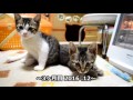 子猫を保護して6ヶ月間のまとめ