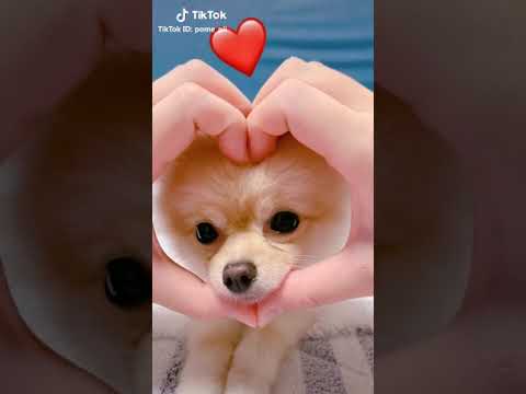 世界で一番かわいい犬 Shorts Youtube