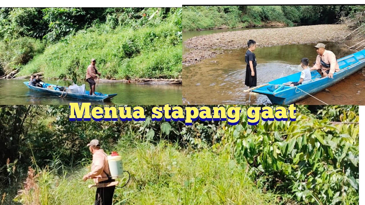 Pengawa anak Iban vlog diau di ulu sungai,rindu Meda rampa menua endul diri empu ada,bertanam kebuah