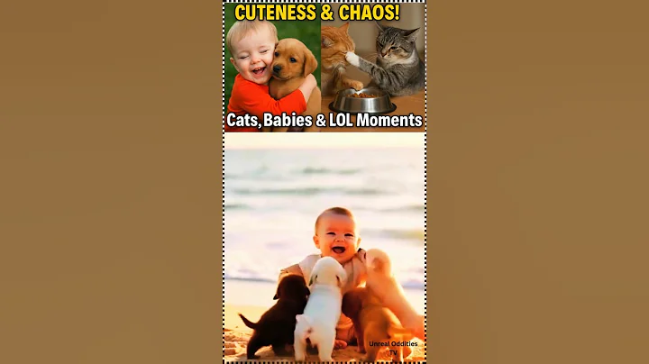 Video 8883791: fight animals, fight cute, feeding, funny cat