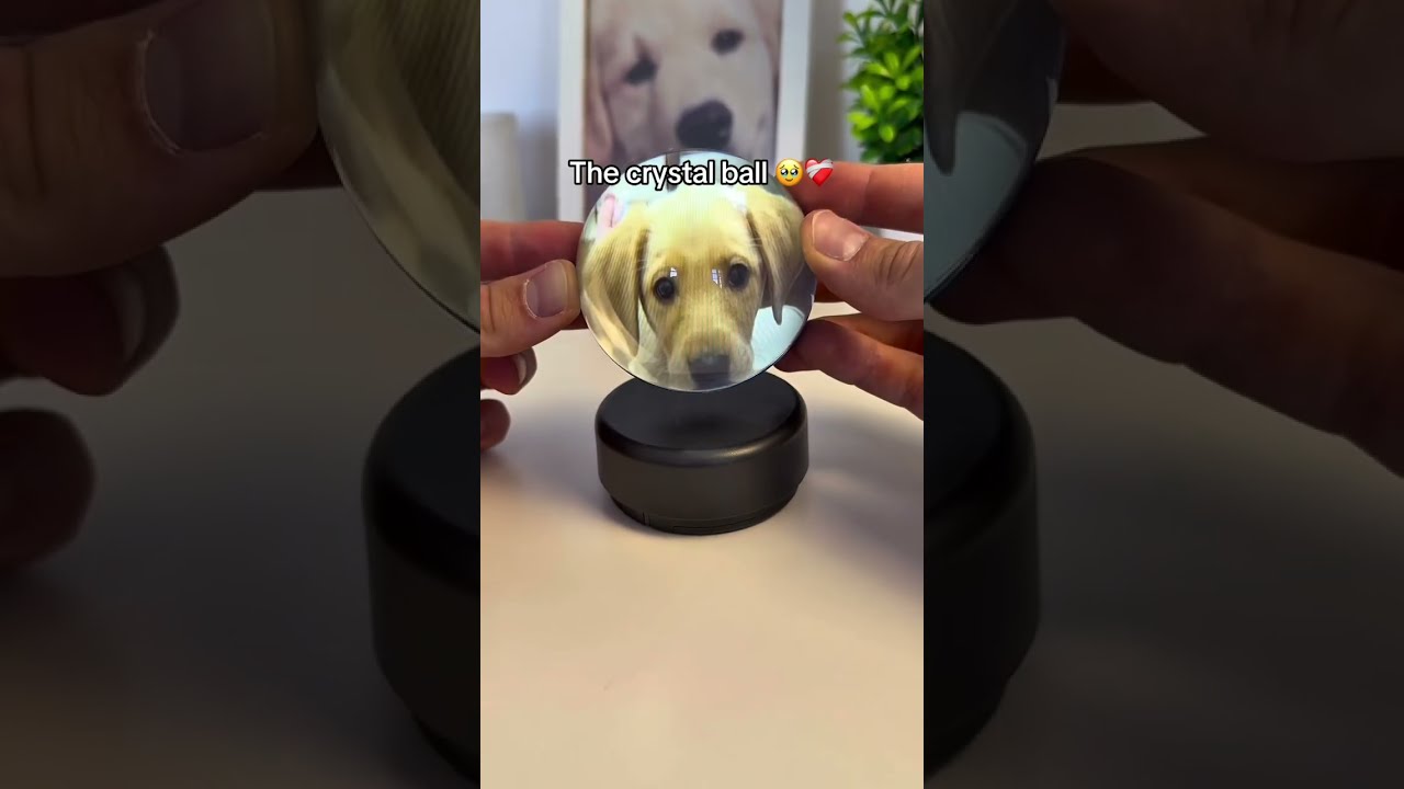 This Crystal Ball Plays Any Of Your Favorite Videos Giftsideas Dogs Pets