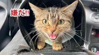 初めて行く病院での手術が怖くて全力で嫌がる猫