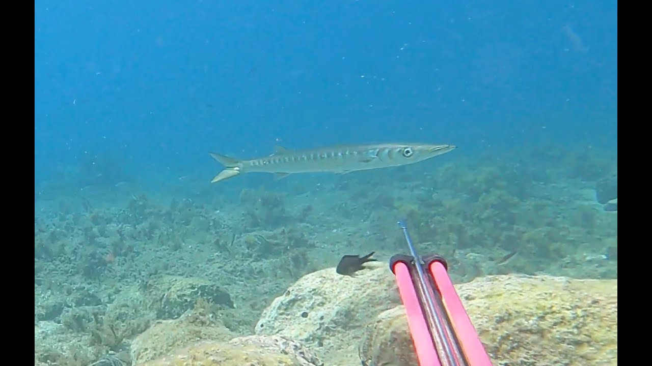 2022 doğa, deniz, zıpkınla baraküda avı ve fazlası...