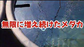 梅雨でも関係なく想像以上にメダカは増え続けた