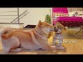 Better side of Shiro - Shiba Inu puppies (with captions)