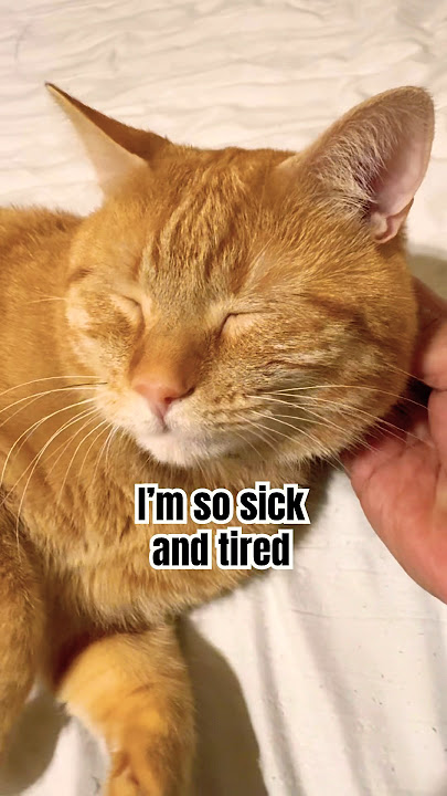 I am a big cat boy😎#funnycats #shortsfeed