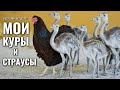 Курятник на даче: мои куры и страусы