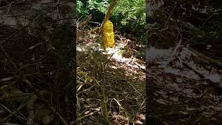 90 minute Trail Walk Summer Days