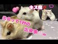 出会って3秒で交わる2人のイチャイチャが可愛すぎた♡【ハムスター】