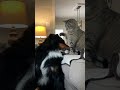 Big Fluffy Dog Getting Pets From a...