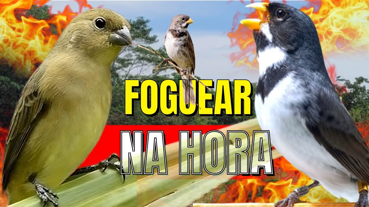 COLEIRO TUÍ-TUÍ ENCARTE DE COLEIRO PARDOS FÊMEA CHAMANDO ESQUENTA COLEIRO TUI TUI