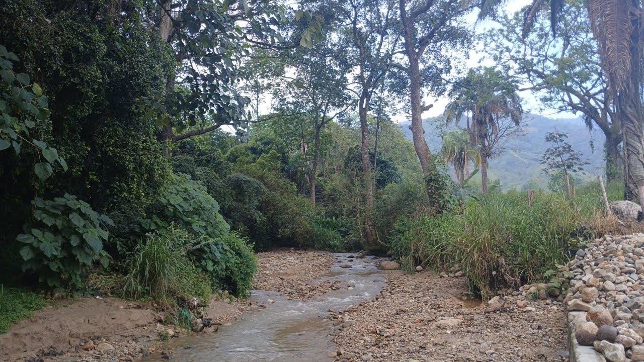 Sembrar árboles nativos es un acto de amor por tu tierra 🇨🇴 #agriculturatropical #nature #cultivos 