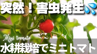 【水耕栽培】ミニトマトを室内で栽培した結果害虫ハダニ発生