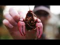 INVASIVE CRAYFISH Catch and Cook | Signal Crayfish Trapping UK