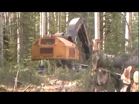 Massive Rotten Poplar Tree Slams onto Feller Buncher Cab.