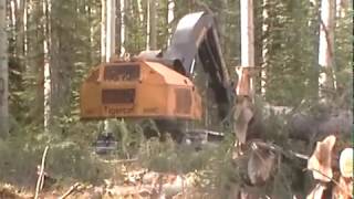 Massive Rotten Poplar Tree Slams onto Feller Buncher Cab. by Pat's Heavy Equipment & Truck Videos 18,932 views 10 years ago 5 minutes, 40 seconds