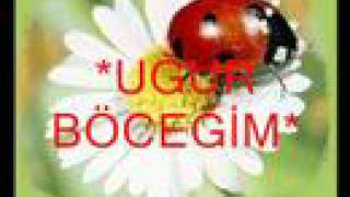 işte uğur böceği.... Resimi