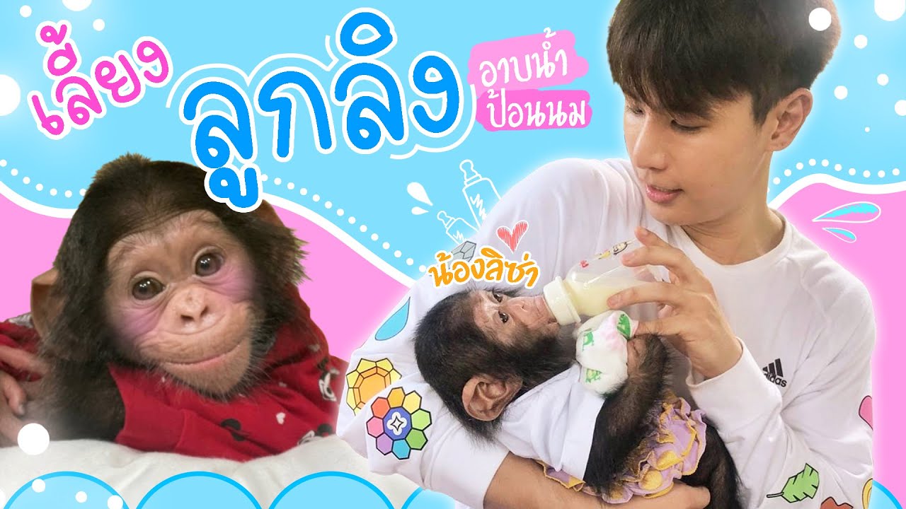 ผมรับลูกลิงมาเลี้ยงแล้วครับทุกคน?! 🐵(น้องลิซ่าน่ารักใจละลายมากงื้อ!💙)