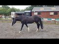 How to lunge the horse with a Chambon
