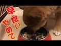柴犬（豆柴）みかん｜子犬のごはんが早すぎる！