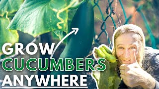 Growing Cucumbers in Containers: 9 Tips On Pruning, Feeding, Pests, and More!