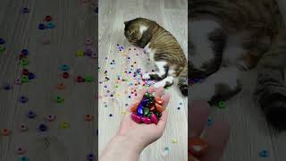 Cat ⭕ Barsik  Marbles Satisfying Reverse video ASMR